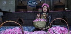 فصل گل و گلاب در شهرستان میمند فارس