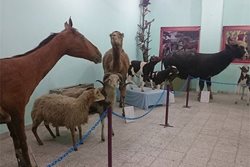 موزه علوم طبیعی بهاباد یکی از جاهای دیدنی استان یزد به شمار می رود