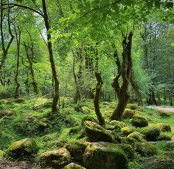 جنگل تیلاکنار یکی از جاذبه های گردشگری استان مازندران است