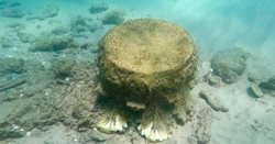 کشف بقایای یک کشتی 1800 ساله و محموله ای از ستونهای مرمرین در دریای مدیترانه