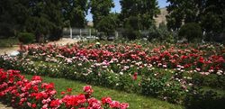 باغ ارم نمونه ای از باغهای بی نظیر ایران به شمار می رود