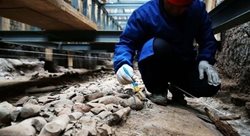 کشف بقایای 2200 ساله تاپیر و پاندای غول پیکر در نزدیکی مقبره امپراتور چین