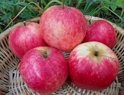 جشنواره سیب و انگور در مشگین شهر برگزار می شود