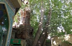 اجرایی شدن طرح حفاظت از درختان کهنسال در البرز برای اولین بار در کشور
