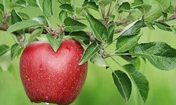 اولین جشنواره گردشگری سیب درختی مجن برگزار می شود