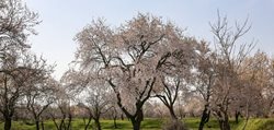 ویژگی های منحصر به فرد باغستان سنتی قزوین برای ثبت جهانی
