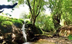 جنگل بزچفت یکی از جاذبه های گردشگری استان مازندران است