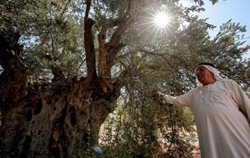 مردم و مقام های اردن تلاش دارند از درختان زیتون باستانی این کشور حفاظت کنند