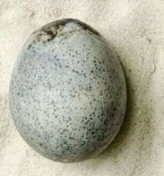 کشف یک تخم مرغ 1700 ساله که هنوز بقایایی از زرده و سفیده دارد