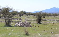 تهدید شهر باستانی بیشاپور با کاشت گل نرگس