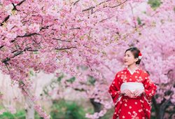 اردیبهشت، فصل شکوفه های گیلاس در ژاپن: سفری به سرزمین آفتاب تابان