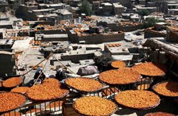 برگزاری هفتمین جشنواره آلو در روستای گردشگری ملحمدره