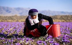 راهنمای جامع سفر به خراسان جنوبی (قائنات و بیرجند) برای برداشت زعفران و زرشک
