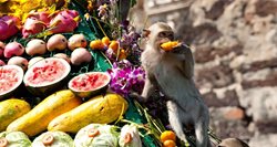 جشنواره میمون ها