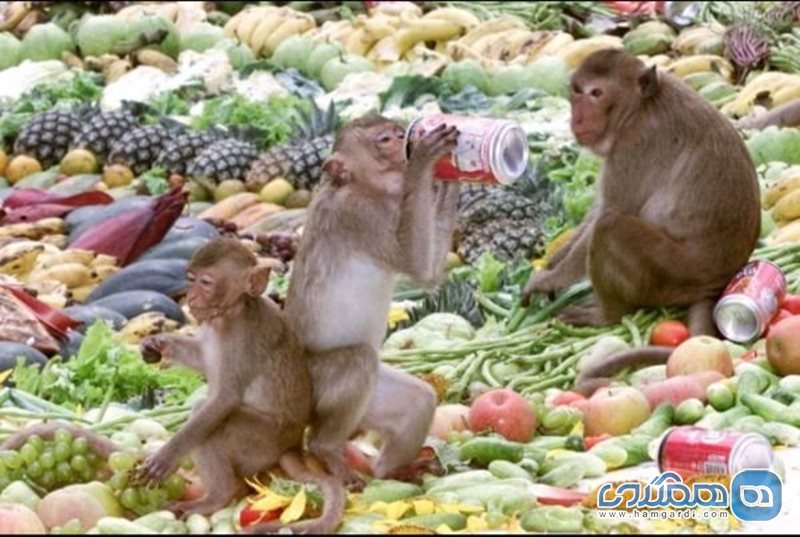 جشنواره میمون ها