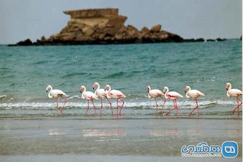 تور قشم