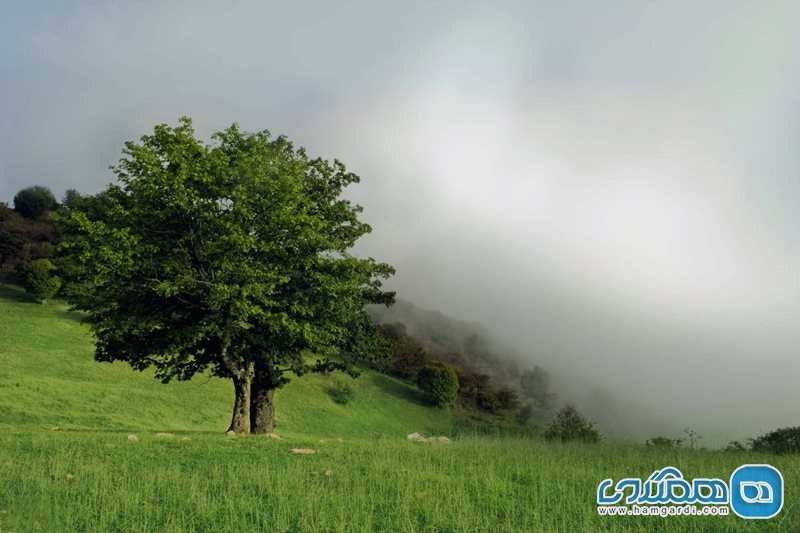 طبیعت گردی جنگل اَبر