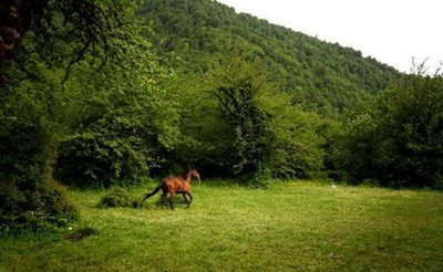 تهران-طبیعت-گردی-یک-روزه-جنگل-الیمستان-5288