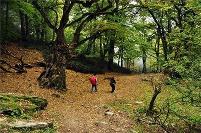 تهران-طبیعت-گردی-یک-روزه-جنگل-الیمستان-5285