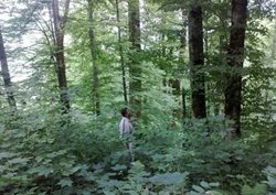 تور یکروزه جنگل راش( ویژه مهر 95 )