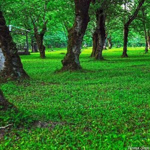 تهران-تور-یک-روزه-طبیعت-گردی-جنگل-الیمستان-47339