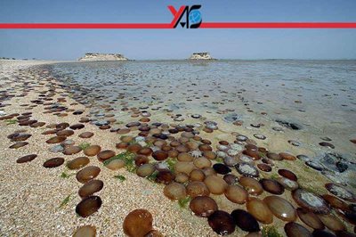 تور-قشم-ویژه-دی-ماه-57278