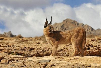 تور کویر کاراکال
