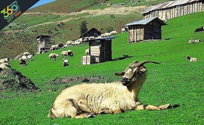 تهران-سفری-خاطره-انگیز-به-ساحل-و-جنگل-گیسوم-و-ییلاق-رویایی-اولسبلنگاه-با-آژانس-مسافرتی-سرزمین-آریایی-83772