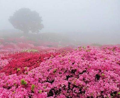 کاشان-گلاب-گیری-کاشان-85126