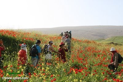 تور-نوروز-دشت-سوسن-تا-آبشار-شیوند-93264