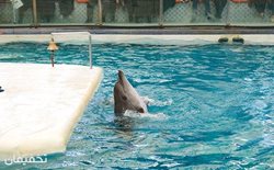 63% تخفیف نمایش مفرح دلفین ها و شیر دریایی در دلفیناریوم برج میلاد