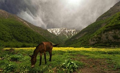تور-یک-روزه-دشت-دریاسر-سوئیس-ایران-116781