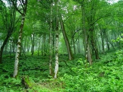قائم-شهر-منطقه-حفاظت-شده-خیبوس-و-انجیل-سی-6432