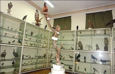 کرج-موزه-جانور-شناسی-کرج-9182
