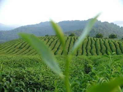کلارآباد-کلارآباد-6844