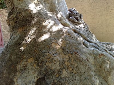 خامنه-درخت-چنار-خامنه-6366