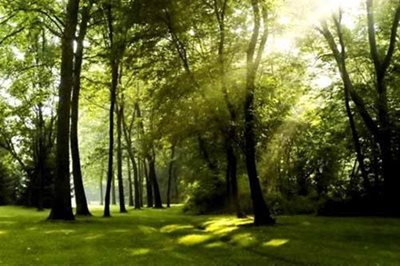 نور-پارک-جنگلی-نور-8056