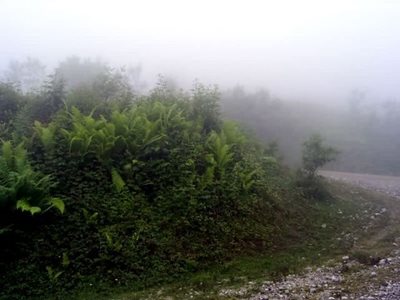 سواد-کوه-پارک-جنگلی-جوارم-7422