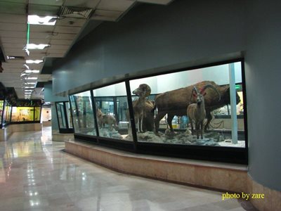 تهران-موزه-تنوع-زیستی-938