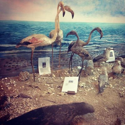 موزه جانورشناسی دانشگاه اراک