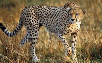 اصفهان-پارک-ملی-کلاه-قاضی-8797