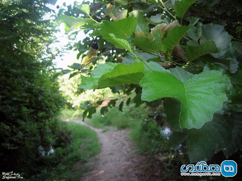 روستای گورابجیر صحرا