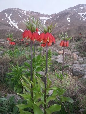 خوانسار-منطقه-حفاظت-شده-گلستان-کوه-36610
