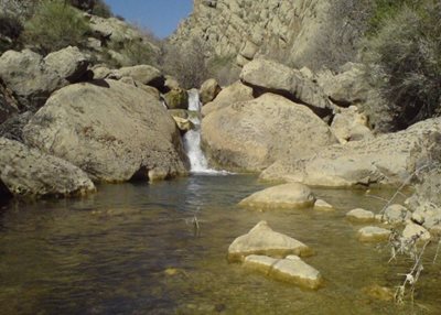 سپیدان-تنگ-غوره-دان-10312
