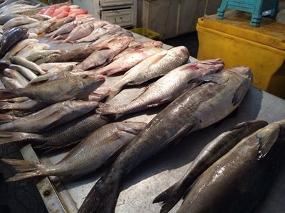 بوشهر-بازار-ماهی-بوشهر-32916