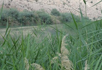 شیراز-رودخانه-قره-آغاج-20524