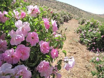 میمند-گلستان-های-محمدی-20577
