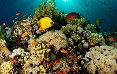 صخره های مرجانی کیش
