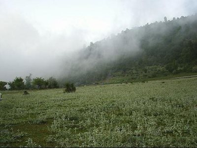 شاهرود-جنگل-اولنگ-22059