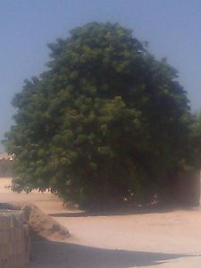 بوشهر-درخت-مقدس-34539